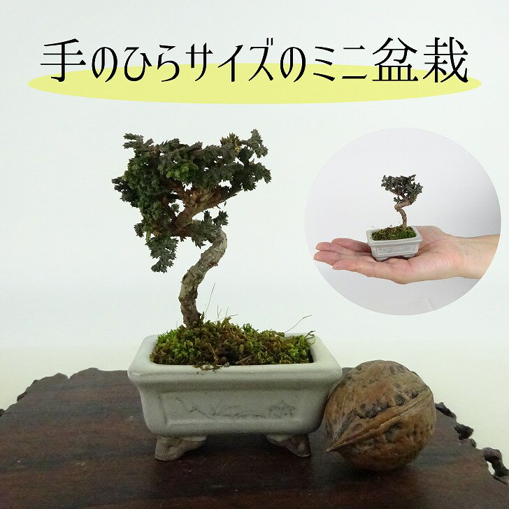 盆栽 桧 石化桧 ミニ盆栽 樹高 約6cm せっかひのき Chamaecyparis obtusa セッカヒノキ ヒノキ科 常緑樹 観賞用 小品 現品 送料無料