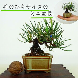 ߺ   ߥߺ  10cm ޤ Pinus thunbergii ޥ ޥĲ пռ Ѿ  