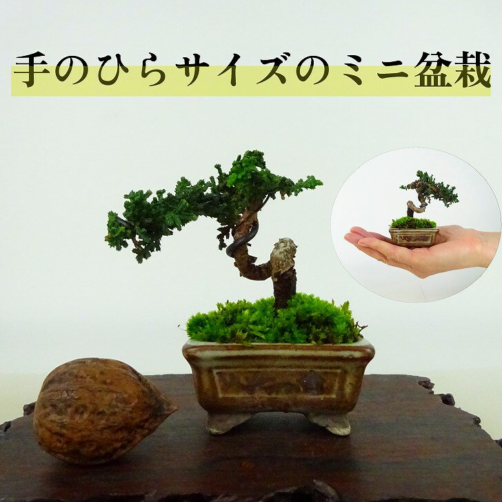 盆栽 桧 石化桧 ミニ盆栽 樹高 約6cm せっかひのき Chamaecyparis obtusa セッカヒノキ ヒノキ科 常緑樹 観賞用 小品 現品 送料無料