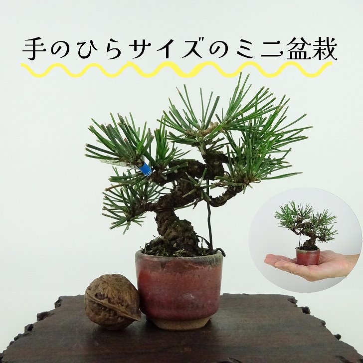 楽天市場】黒松 ミニ盆栽(花・観葉植物|花・ガーデン・DIY)の通販 楽天市場】黒松 ミニ盆栽(花・観葉植物|花・ガーデン・DIY)の通販
