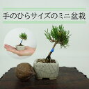 盆栽 松 這松 ミニ盆栽 樹高 約7cm はいまつ Pinus pumila ハイマツ マツ科 常緑針葉樹 観賞用 小品 現品