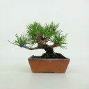 盆栽 松 黒松 ミニ盆栽 樹高 約9cm くろまつ Pinus thunbergii クロマツ マツ科 常緑針葉樹 鑑賞用 観賞用 小品 現品