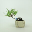 盆栽 松 這松 ミニ盆栽 樹高 約7cm はいまつ Pinus pumila ハイマツ マツ科 常緑針葉樹 鑑賞用 観賞用 小品 現品