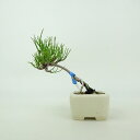 盆栽 松 這松 ミニ盆栽 樹高 約8cm はいまつ Pinus pumila ハイマツ マツ科 常緑針葉樹 鑑賞用 観賞用 小品 現品