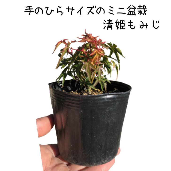 盆栽 紅葉 清姫 樹高 5cm ミニ盆栽 もみじ Acer palmatum モミジ カエデ科 落葉樹 観賞用 小品 数量物 セレクト