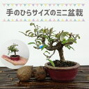 盆栽 寒茱萸 ミニ盆栽 樹高 約8cm かんぐみ Elaeagnus カングミ グミ科 常緑樹 観賞用 小品 現品
