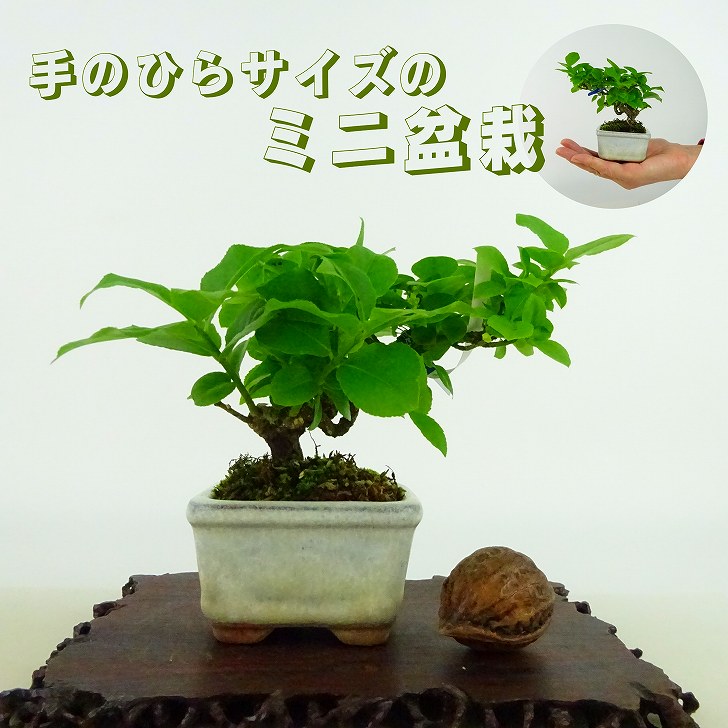 盆栽 こまゆみ ミニ盆栽 樹高 約8cm Euonymus alatus form ciliatodentatus コマユミ ニシキギ科 落葉広葉樹 観賞用 小品 現品