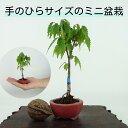 盆栽 欅 ミニ盆栽 樹高 約12cm けやき Zelkova serrata ケヤキ 紅葉 ニレ科 ケヤキ属 落葉樹 観賞用 小品 現品