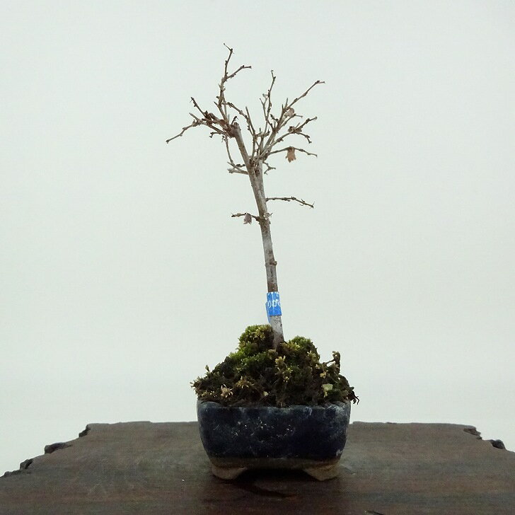 盆栽 欅 ミニ盆栽 樹高 約10cm けやき Zelkova serrata ケヤキ 紅葉 ニレ科 ケヤキ属 落葉樹 観賞用 小品 現品