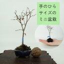 盆栽 欅 ミニ盆栽 樹高 約12cm けやき Zelkova serrata ケヤキ 紅葉 ニレ科 ケヤキ属 落葉樹 観賞用 小品 現品