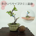 盆栽 酸実 ミニ盆栽 樹高 約9cm ずみ Malus toringo ズミ バラ科 落葉樹 観賞用 小品 現品 送料無料