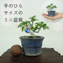 盆栽 酸実 ミニ盆栽 樹高 約7cm ずみ Malus toringo ズミ バラ科 落葉樹 観賞用 小品 現品 送料無料
