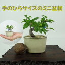 盆栽 酸実 ミニ盆栽 樹高 約5cm ずみ Malus toringo ズミ バラ科 落葉樹 観賞用 小品 現品