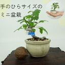 盆栽 酸実 ミニ盆栽 樹高 約8cm ずみ Malus toringo ズミ バラ科 落葉樹 観賞用 小品 現品 送料無料