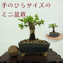 盆栽 楡欅 ミニ盆栽 樹高 約8cm にれけやき Ulmus parvifolia ニレケヤキ 紅葉 ニレ科 落葉樹 観賞用 小品 現品 送料無料
