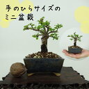 盆栽 楡欅 ミニ盆栽 樹高 約9cm にれけやき Ulmus parvifolia ニレケヤキ 紅葉 ニレ科 落葉樹 観賞用 小品 現品 送料無料