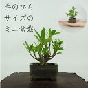 盆栽 梔子 ミニ盆栽 樹高 約9cm くちなし Gardenia jasminoides クチナシ アカネ科 クチナシ属 常緑樹 鑑賞用 観賞用 小品 現品 送...