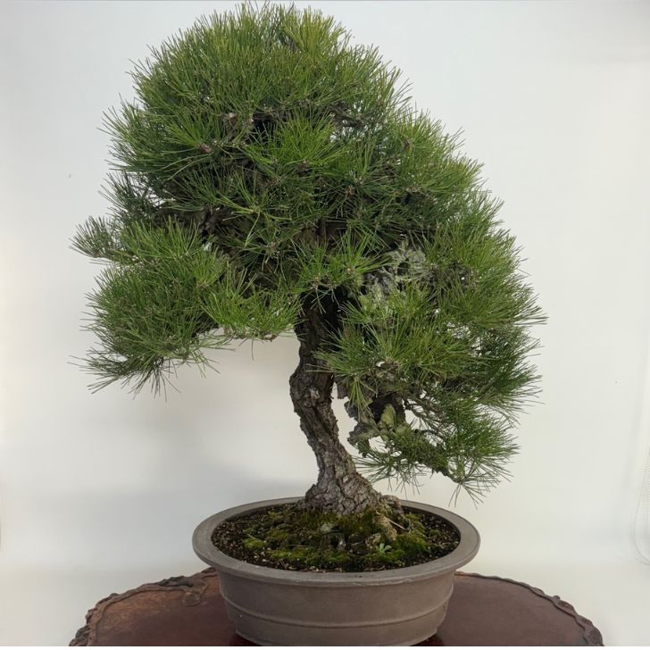 楽天市場】大型(盆栽|花・観葉植物):花・ガーデン・DIYの通販 楽天市場】大型(盆栽|花・観葉植物):花・ガーデン・DIYの通販