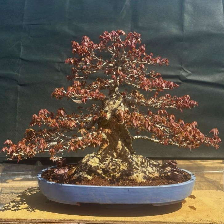 楽天市場】盆栽鉢 大型(盆栽|花・観葉植物):花・ガーデン 楽天市場】盆栽鉢 大型(盆栽|花・観葉植物):花・ガーデン