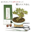 盆栽 お手入れ セット 梔子 くちなし クチナシ 斑入り 初心者セット 剪定ばさみ ピンセット IBワンス肥料 肥料パック 常緑樹 観賞用 小品 数量物 セレクト 送料無料