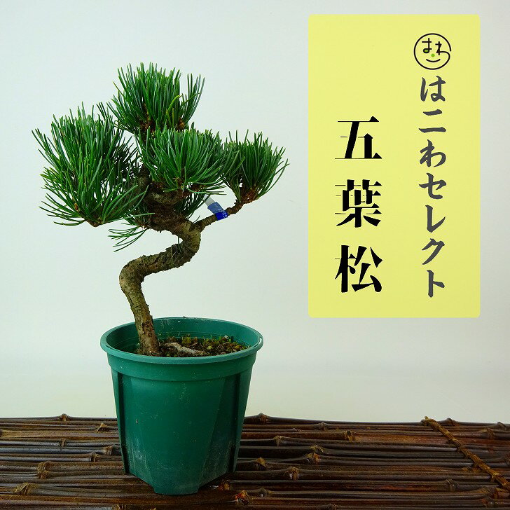 盆栽 松 五葉松 樹高 約15～16cm ごようまつ Pinus parviflora ゴヨウマツ マツ科 常緑針葉樹 観賞用 小品 数量物 セレクト 送料無料