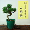 ~  ܗt  15`16cm 悤܂ Pinus parviflora SE}c }c ΐjt Ϗܗp i ʕ ZNg 