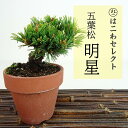 盆栽 松 五葉松 明星 樹高 約5〜8cm ごようまつ Pinus parviflora ゴヨウマツ マツ科 常緑針葉樹 観賞用 小品 数量物 セレクト 送料無...