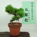 盆栽 松 五葉松 樹高 約15〜18cm ごようまつ Pinus parviflora ゴヨウマツ マツ科 常緑針葉樹 観賞用 小品 数量物 セレクト 送料無料