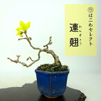 盆栽 連翹 樹高 約8～10cm れんぎょう Forsythia suspensa レンギョウ モクセイ科 レンギョウ属 落葉樹 観賞用 小品 数量物 セレクト