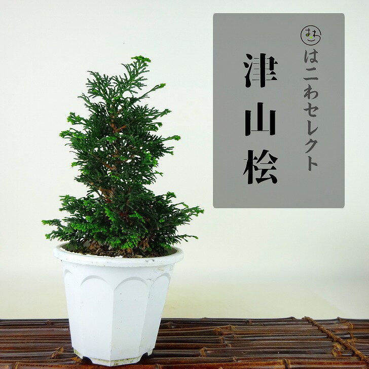 盆栽 津山桧 樹高 約14～16cm つやまひのき Chamaecyparis obtusa ツヤマヒノキ ヒノキ科 常緑樹 観賞用 小品 数量物 セレクト 送料無料