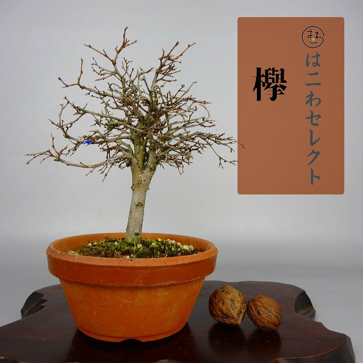 盆栽 欅 樹高 約14～16cm けやき Zelkova serrata ケヤキ 紅葉 ニレ科 ケヤキ属 落葉樹 観賞用 数量物 セレクト 送料無料