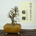 盆栽 楡欅 樹高 約13〜15cm にれけやき Ulmus parvifolia ニレケヤキ 紅葉 ニレ科 落葉樹 観賞用 小品 数量物 セレクト 送料無料