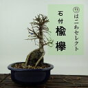 盆栽 楡欅 樹高 約19〜20cm にれけやき Ulmus parvifolia ニレケヤキ 紅葉 石付き ニレ科 落葉樹 観賞用 小品 数量物 セレクト 送料...