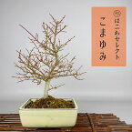 盆栽 こまゆみ 樹高 約24～26cm Euonymus alatus form ciliatodentatus コマユミ 実物 ニシキギ科 落葉広葉樹 紅葉 観賞用 数量物 セレクト