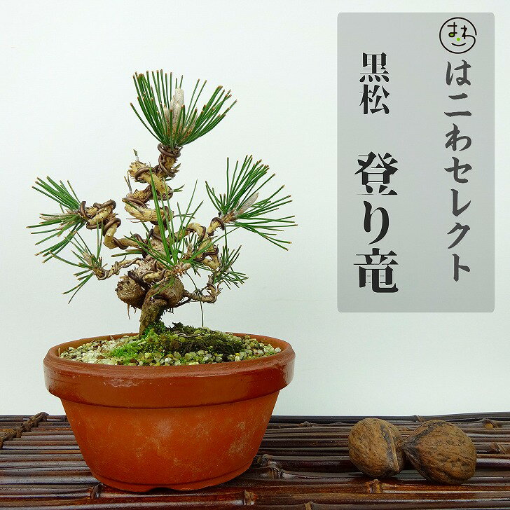 ߺ   Фε  14~16cm ޤ Pinus thunbergii ޥ ޥĲ пռ Ѿ  ʪ 쥯 ̵