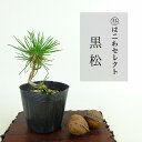 盆栽 松 黒松 樹高 約8〜9cm くろまつ Pinus thunbergii クロマツ マツ科 常緑針葉樹 観賞用 小品 数量物 セレクト