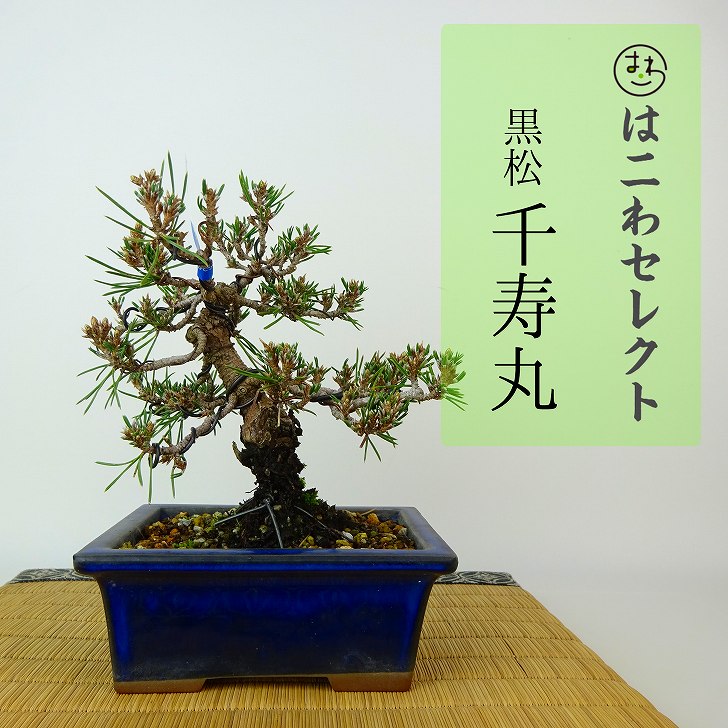 楽天市場】千寿丸 盆栽の通販 楽天市場】千寿丸 盆栽の通販