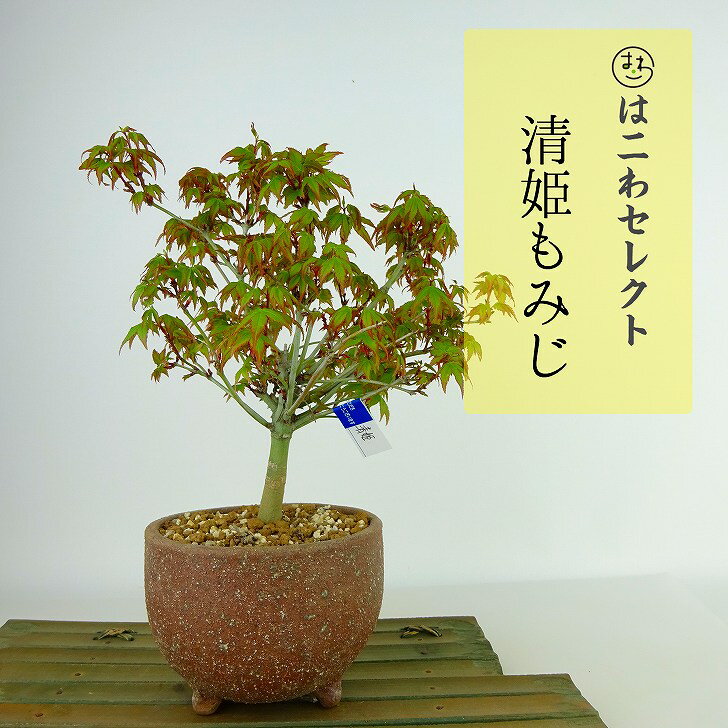 ߺ  ɱ  16cm18cm ߤ Acer palmatum ߥ ǲ ռ Ѿ  ʪ 쥯 ̵