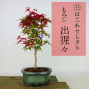 盆栽 紅葉 出猩々 樹高 約24cm〜26cm もみじ Acer palmatum モミジ カエデ科 落葉樹 観賞用 数量物 セレクト 送料無料
