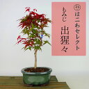 盆栽 紅葉 出猩々 樹高 約24cm～26cm もみじ Acer palmatum モミジ カエデ科 落葉樹 観賞用 数量物 セレクト 送料無料