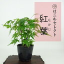 盆栽 紅葉 樹高 約10〜12cm もみじ Acer palmatum モミジ カエデ科 落葉樹 観賞用 小品 数量物 セレクト