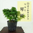 盆栽 紅葉 琴姫 樹高 約10〜12cm もみじ Acer palmatum モミジ カエデ科 落葉樹 観賞用 小品 数量物 セレクト