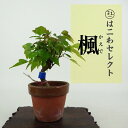 盆栽 楓 樹高 約10〜12cm かえで Acer カエデ 紅葉 カエデ科 落葉樹 観賞用 小品 数量物 セレクト