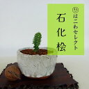 盆栽 桧 石化桧 樹高 約4〜5cm せっかひのき Chamaecyparis obtusa セッカヒノキ ヒノキ科 常緑樹 観賞用 小品 数量物 セレクト