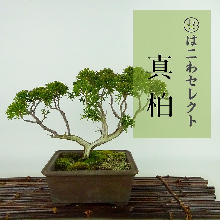 盆栽 真柏 樹高 約19～20cm しんぱく Juniperus chinensis シンパク “ジン シャリ” ヒノキ科 常緑樹 観賞用 小品 数量物 セレクト 送料無料