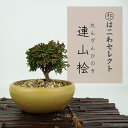 盆栽 桧 連山桧 樹高 約7〜8cm ひのき Chamaecyparis obtuse ヒノキ ヒノキ科 常緑樹 観賞用 小品 数量物 セレクト
