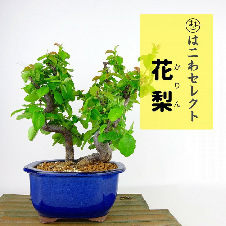 盆栽 花梨 樹高 約21～23cm かりん Pseudocydonia sinensis カリン バラ科 落葉樹 観賞用 数量物 セレクト 送料無料