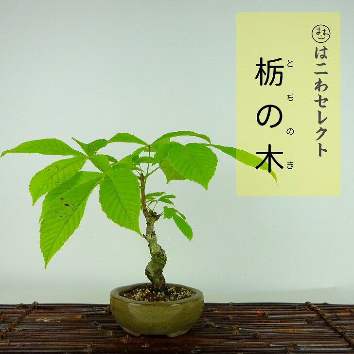 盆栽 栃の木 樹高 約24～26cm とちのき Aesculus turbinata トチノキ ムクロジ科 トチノキ属 落葉樹 観賞用 数量物 セレクト