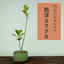 盆栽 西洋鎌柄 樹高 約20～21cm せいようかまつか Aronia albutifolia セイヨウカマツカ バラ科 落葉樹 観賞用 小品 数量物 セレクト