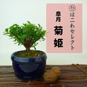 ~ H eP  8`10cm  Rhododendron indicum TcL ccW Ύ Ϗܗp i ʕ ZNg